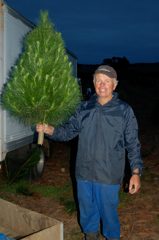 Home Noel's Christmas Trees